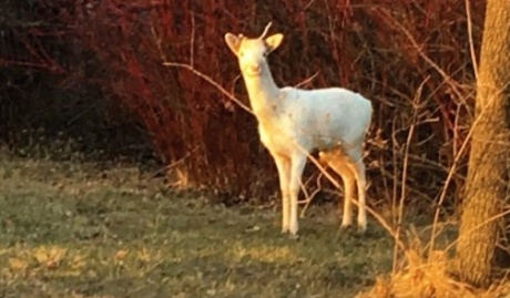 albinos